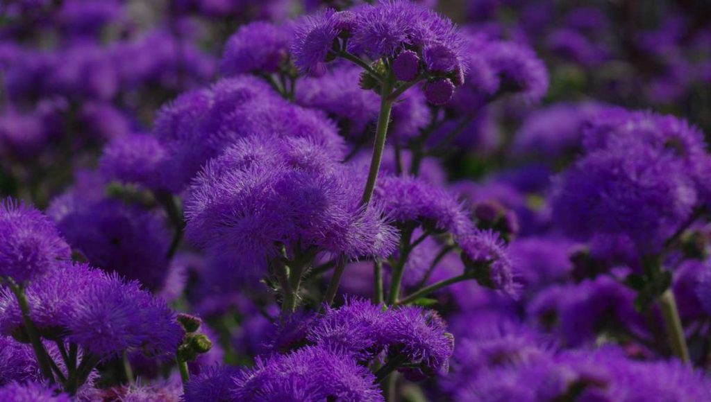 Farbpsychologie: violett