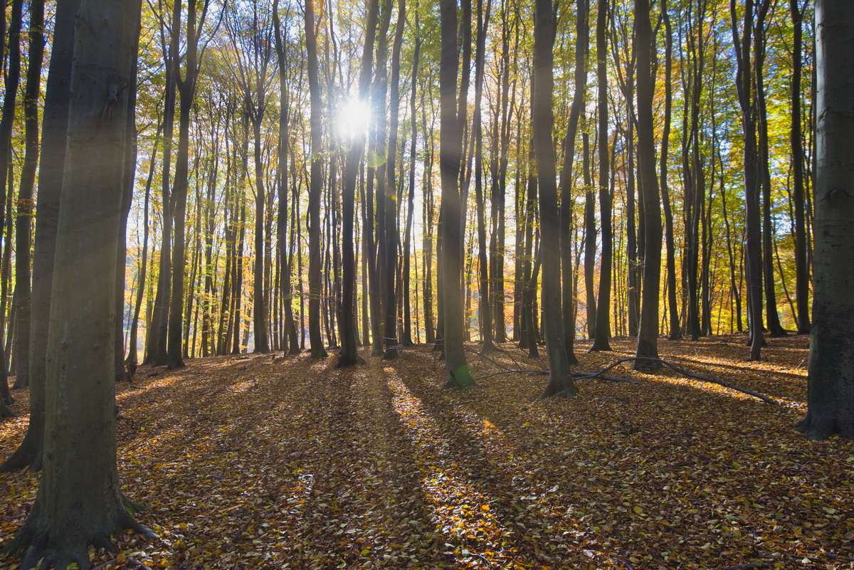 herbstwald_nachher