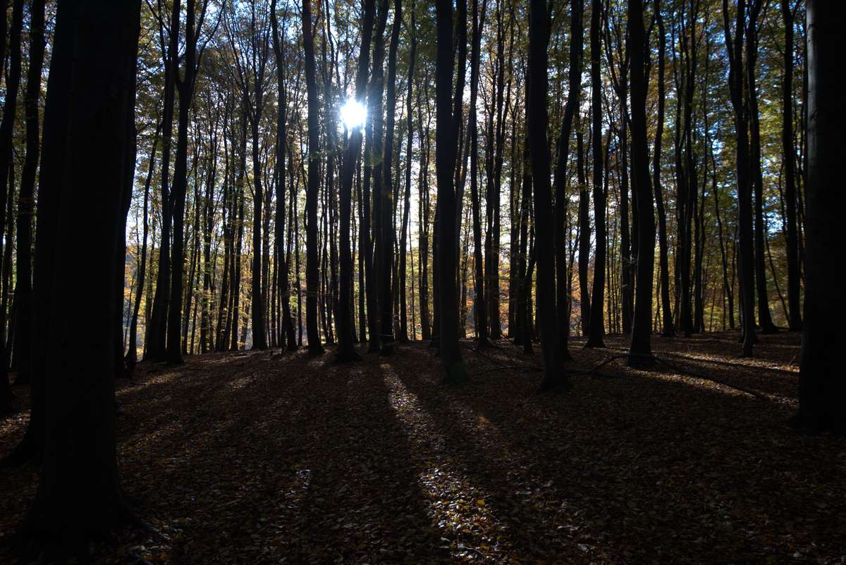 herbstwald_vorher